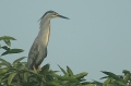 Striated Heron (m)